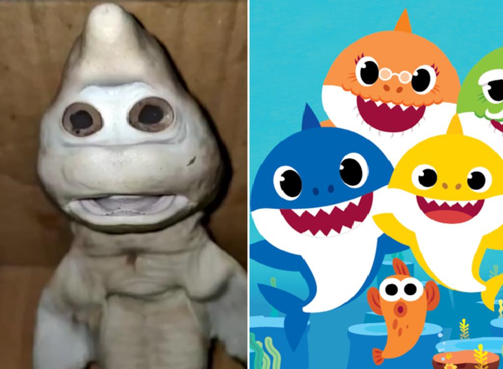 Atrapan Un Baby Shark De La Vida Real El Siglo De Torreon Atrapan Un Baby Shark De La Vida Real El Siglo De Torreon