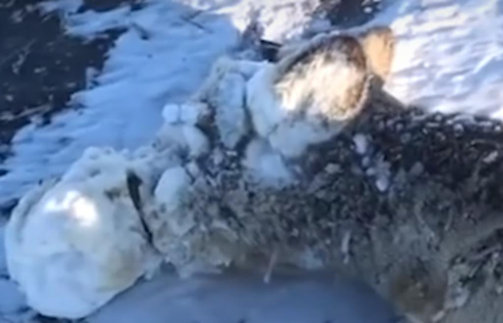 Hermanos rescatan a un pequeño corzo con la cara parcialmente cubierta de hielo. Noticias en tiempo real