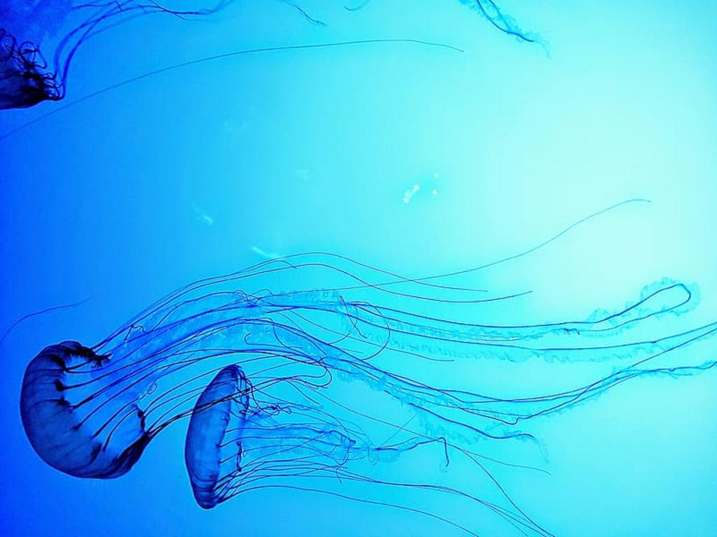 Adolescente pierde la vida por una picadura de medusa de caja. Noticias en tiempo real