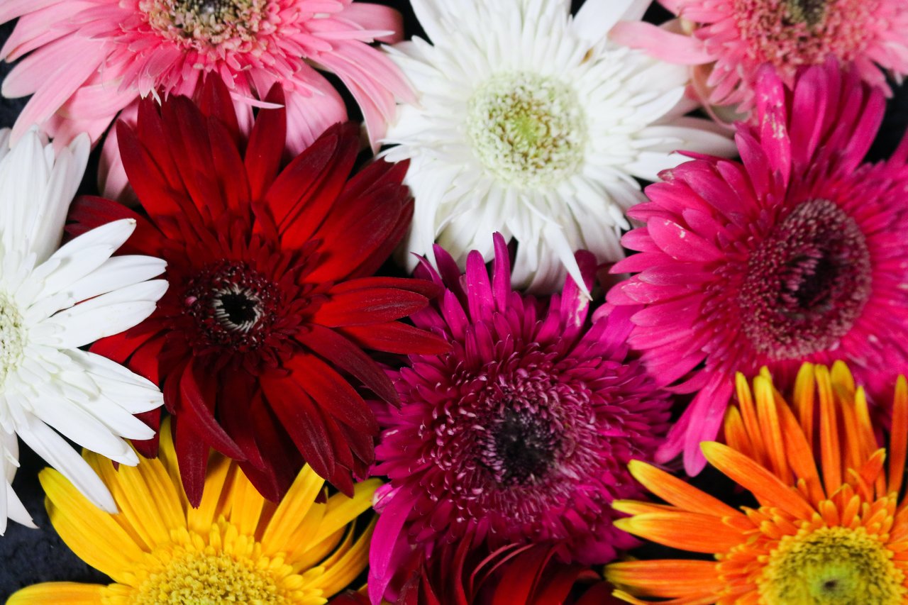 Las mejores flores para regalarle a mamá , El Siglo de Torreón