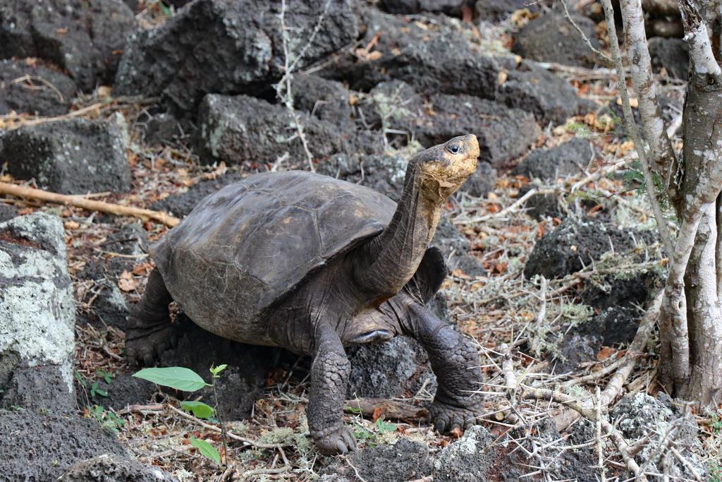 La Dirección del Parque Nacional Galápagos (PNG) anunció el hallazgo de una tortuga que se creía extinguida hace más de cien años y que podría tener parientes en la Isla Fernandina, la más occidental del archipiélago ecuatoriano. (ARCHIVO)