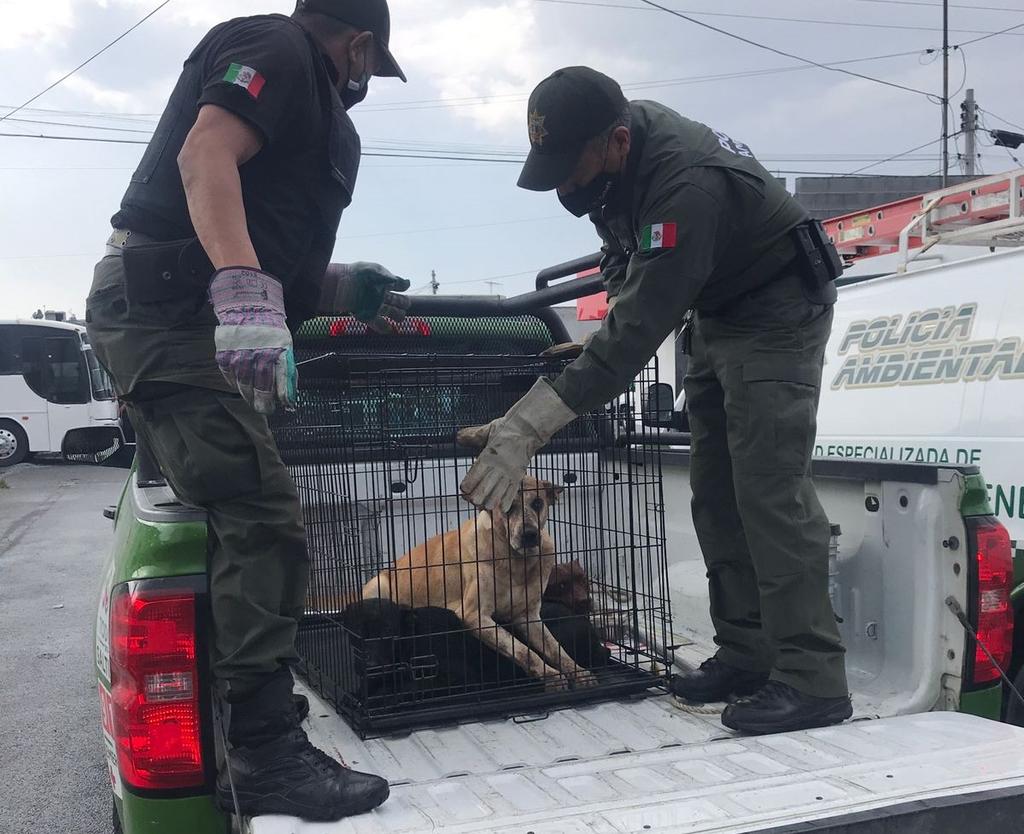 Mujer presuntamente muere tras ser atacada por perros en Saltillo. Noticias en tiempo real