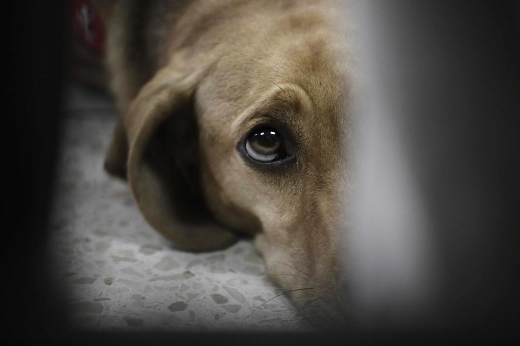 Hasta un mes se pondrán en adopción perros de octogenaria fallecida en Saltillo. Noticias en tiempo real