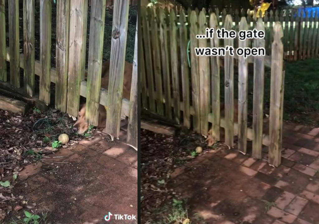 Perro se hace viral por no alcanzar una pelota, sin notar que la puerta está abierta. Noticias en tiempo real
