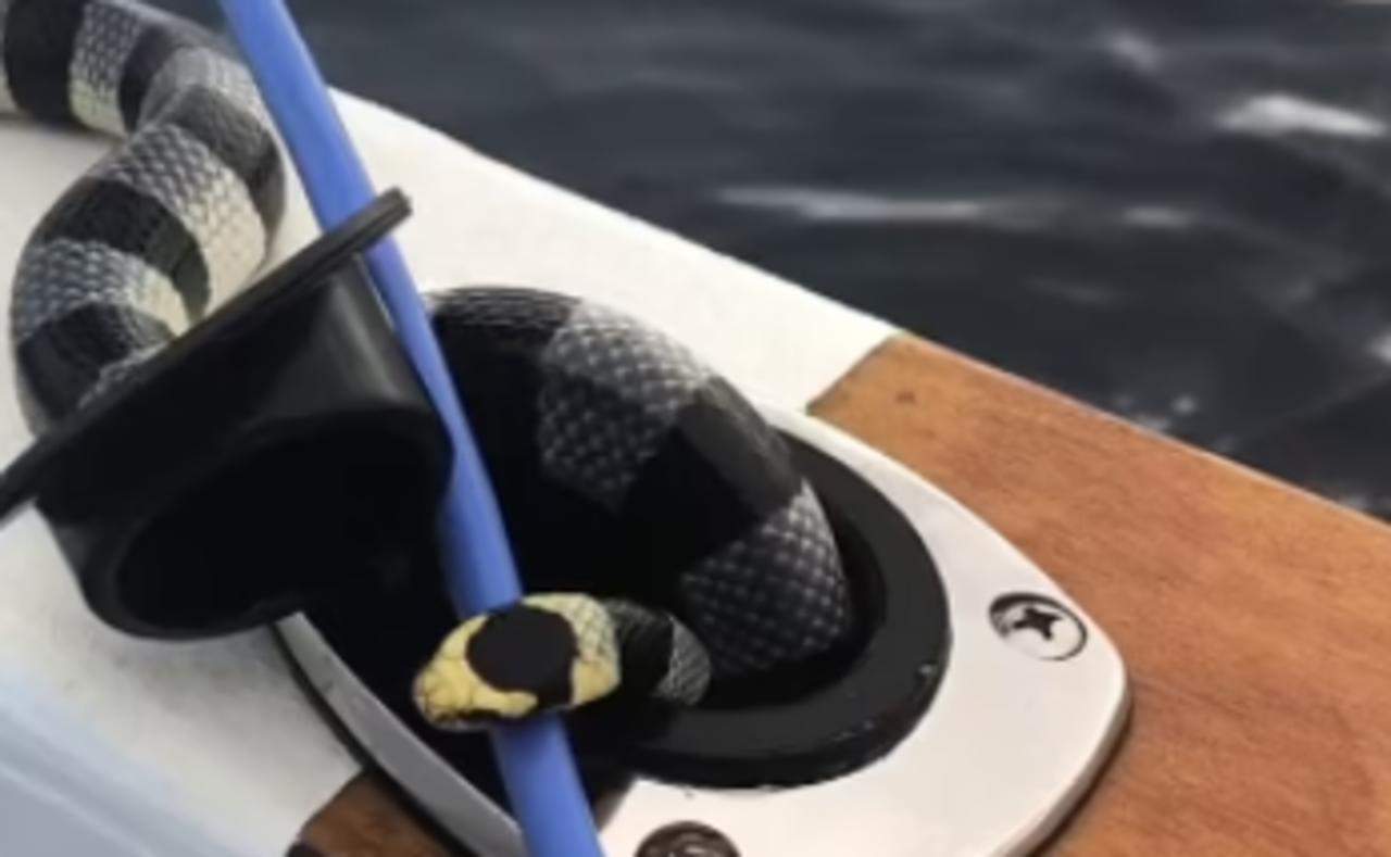 Pescador graba el momento en el que una serpiente venenosa marina explora su barco. Noticias en tiempo real