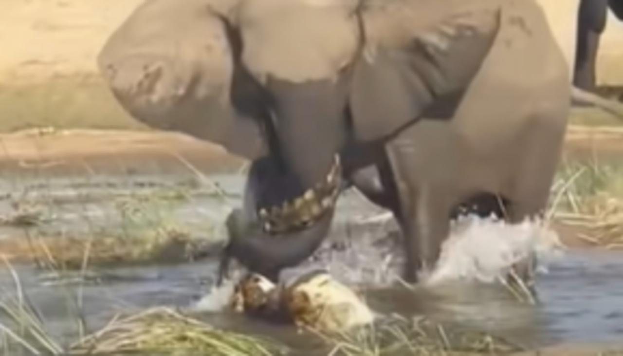 Elefante mata a pisotones a cocodrilo que estaba acechando a su cria. Noticias en tiempo real