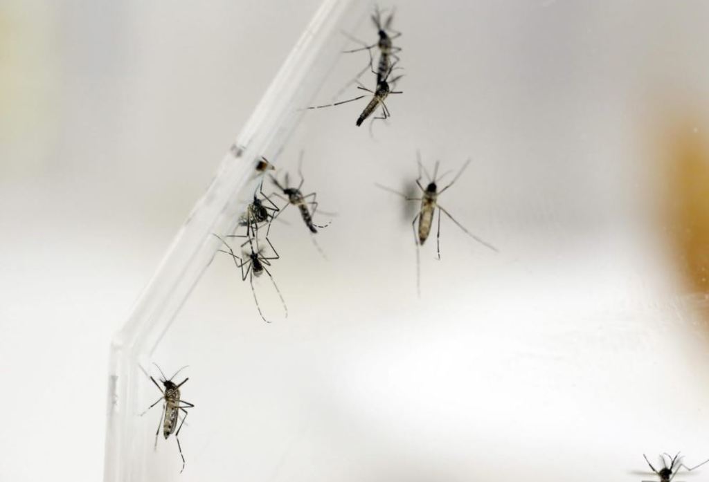 Salud confirma primer caso de dengue en La Laguna. Noticias en tiempo real