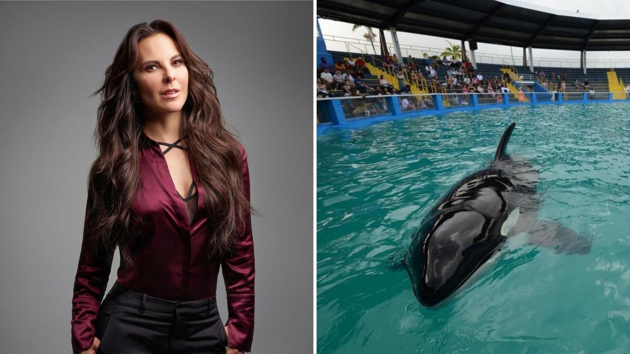 ¡Liberen a Lolita! Kate del Castillo pide que dejen nadar a la orca en un santuario costero. Noticias en tiempo real