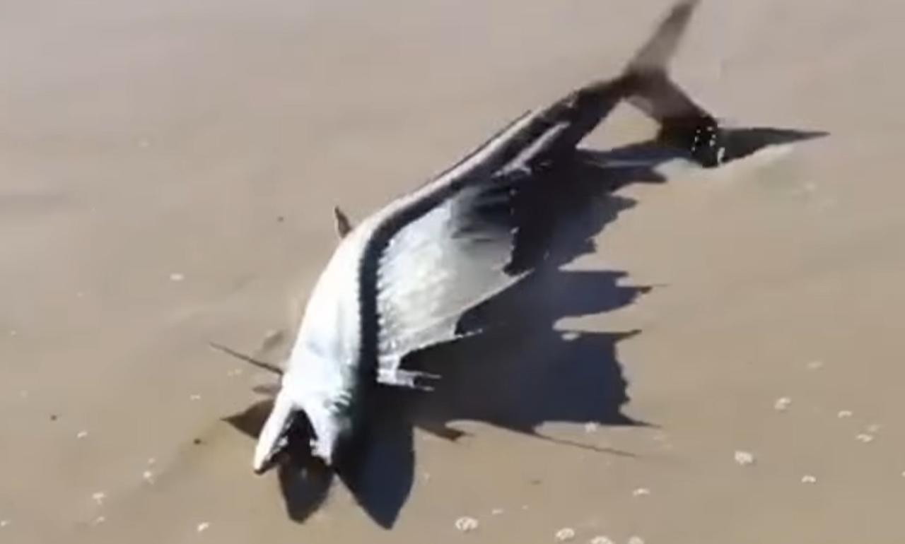 Encuentran \'extraño\' pez en playa de California tras temblor. Noticias en tiempo real
