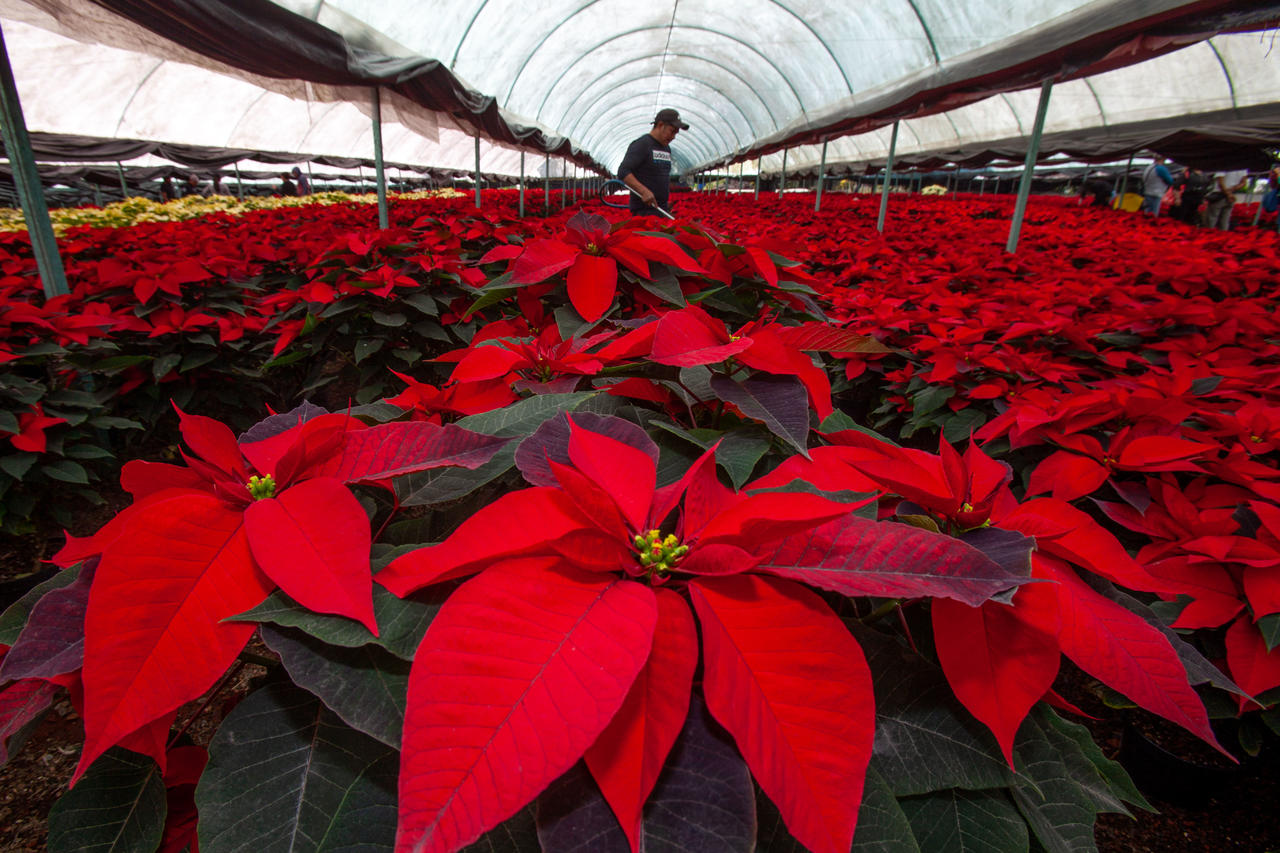 Productores en México garantizan abasto de flor de Nochebuena para esta temporada decembrina. Noticias en tiempo real