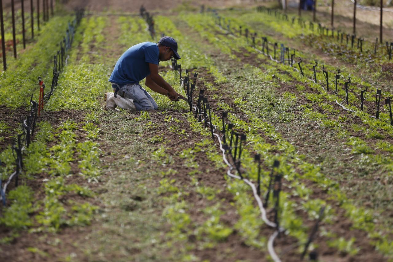 Aumento en fertilizantes del 250 % presiona al campo lagunero. Noticias en tiempo real