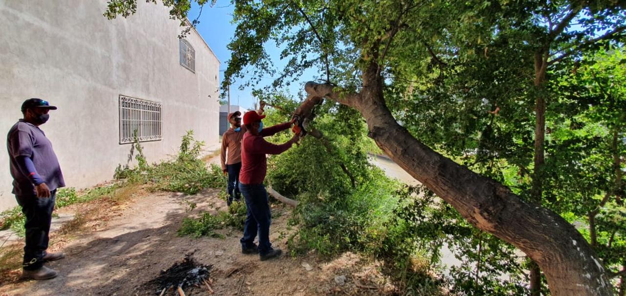 Continúa temporada de poda libre en Lerdo
