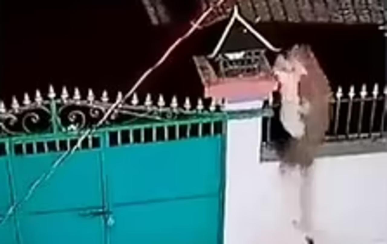 Leopardo atrapa a un perro mascota tras haber saltado la reja de un hogar