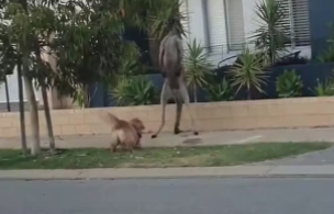 Perro y canguro se encaran y enfrentan en pleno suburbio australiano