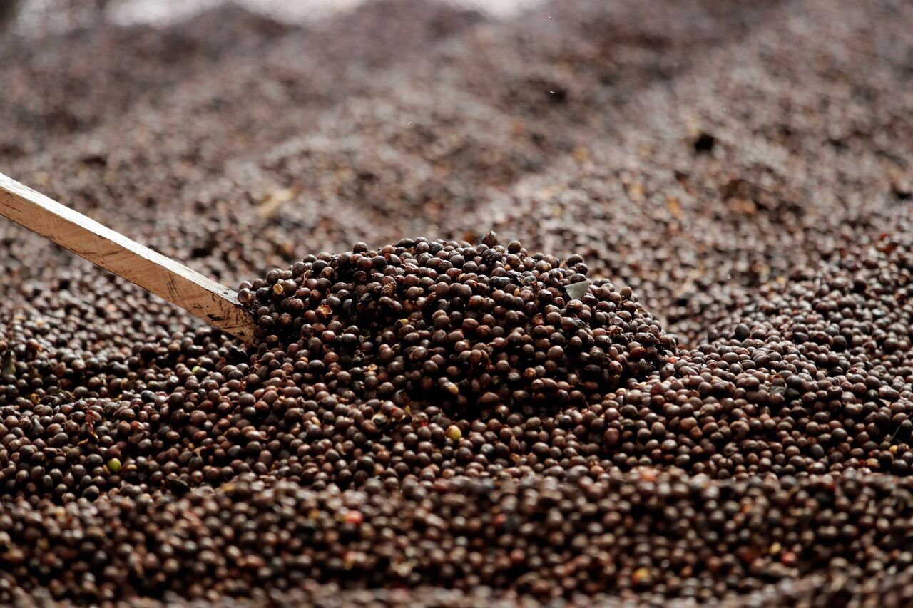Brasil estima recoger la tercera mejor cosecha de café de su historia