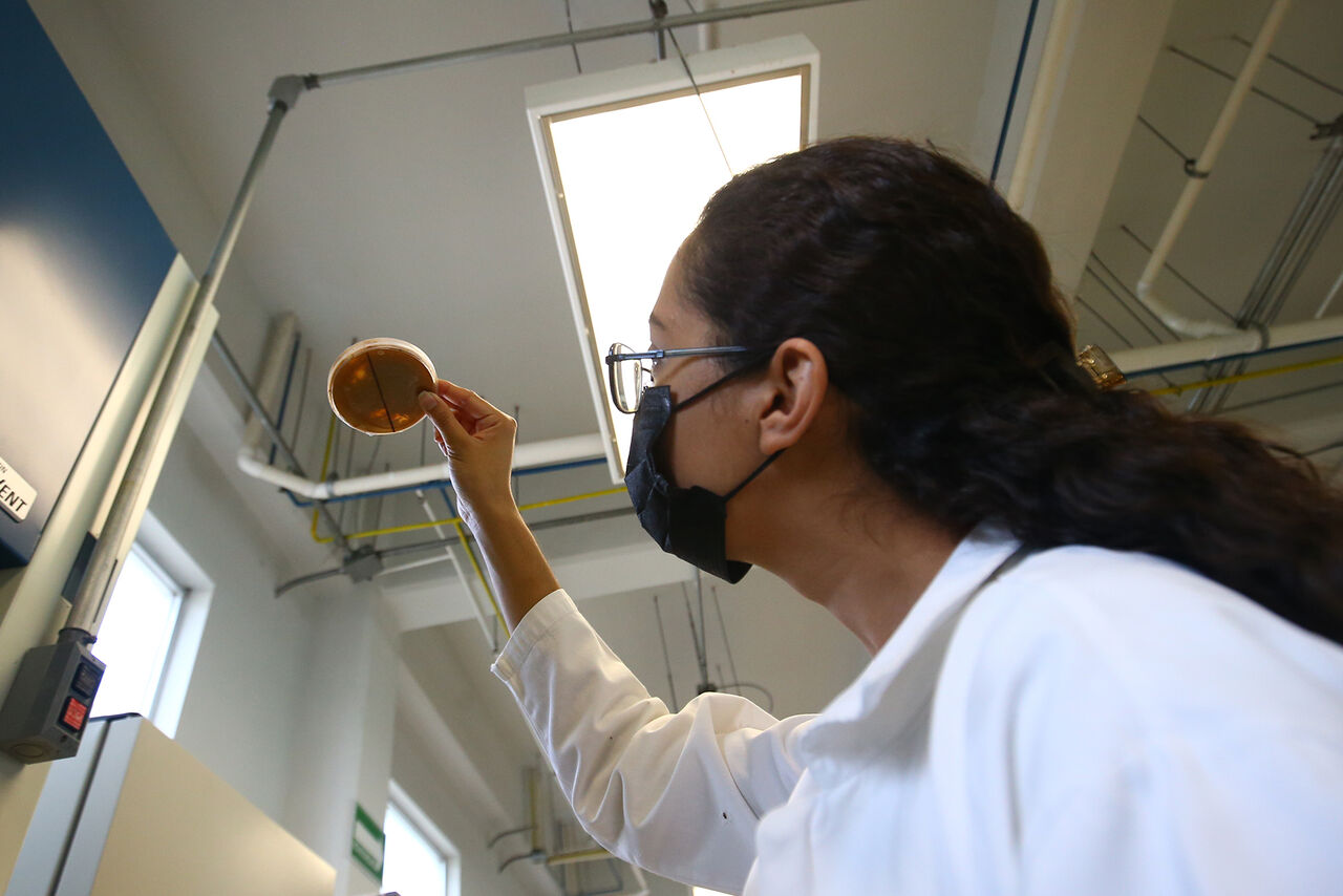 Investigadores de Durango cultivan bacterias para descontaminar el litio