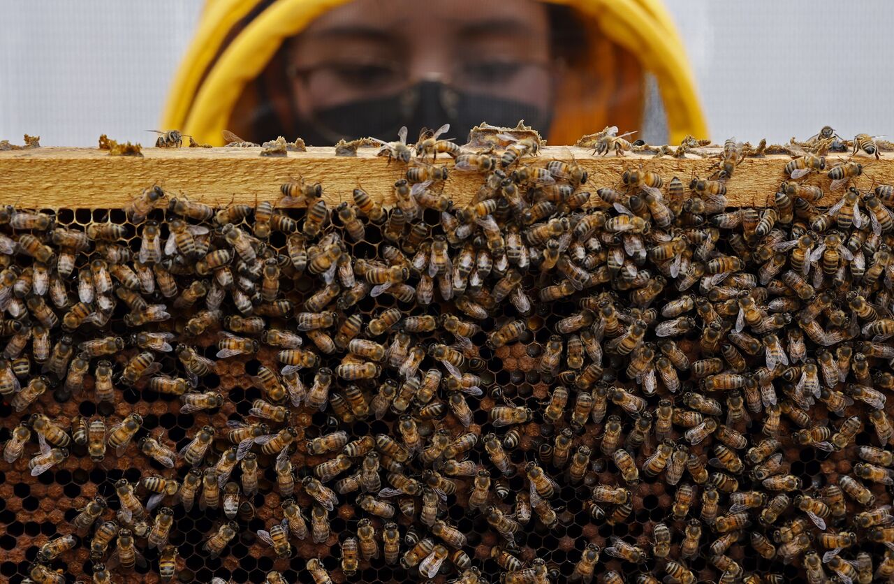 ONU anima a proteger las abejas para garantizar seguridad alimentaria