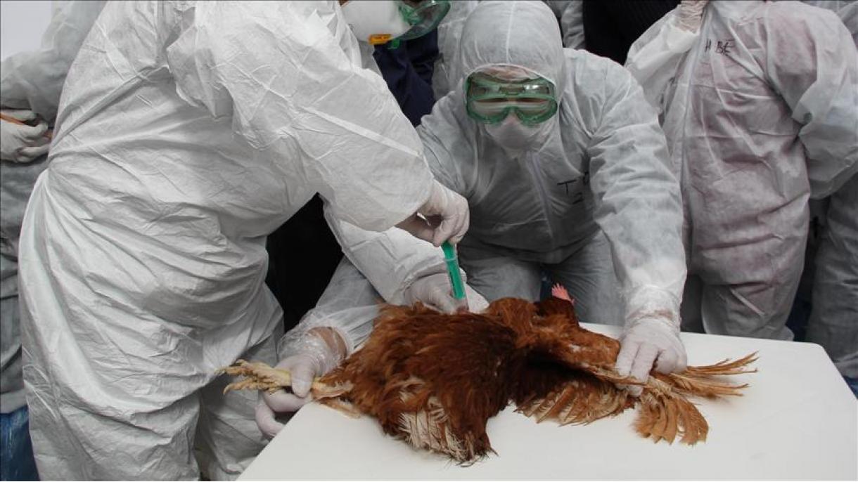 UE apoya la vacunación como herramienta ante la gripe aviar