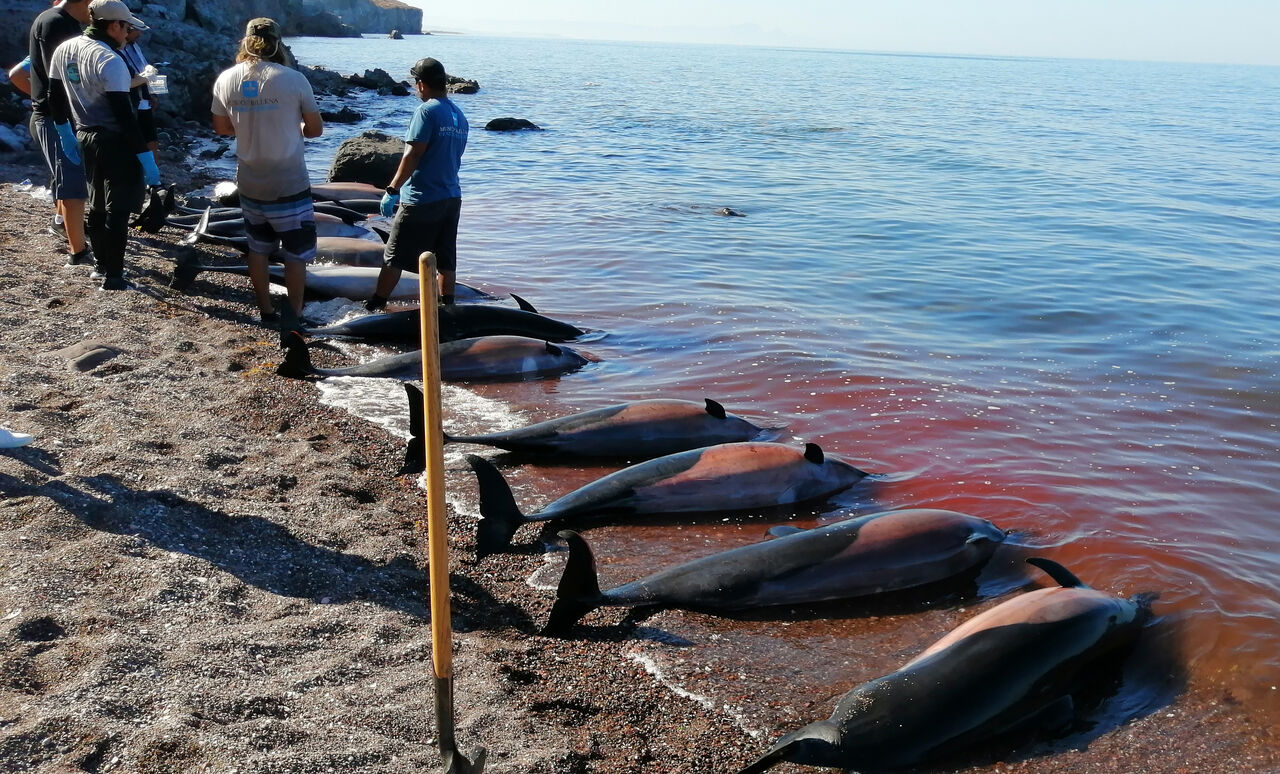 Al menos 30 delfines mueren varados en área costera de Baja California Sur