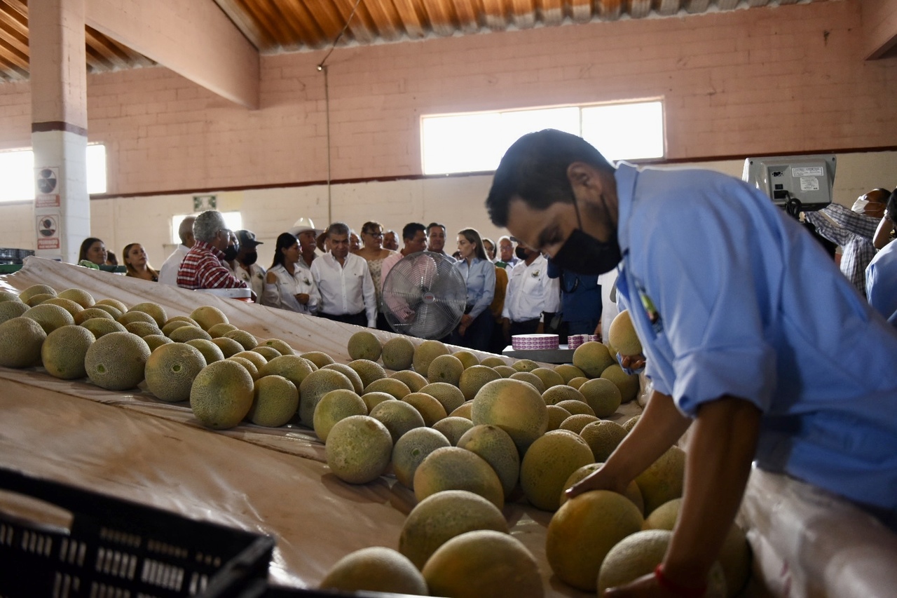 Entregan apoyo a productores de melón en Matamoros. Noticias en tiempo real