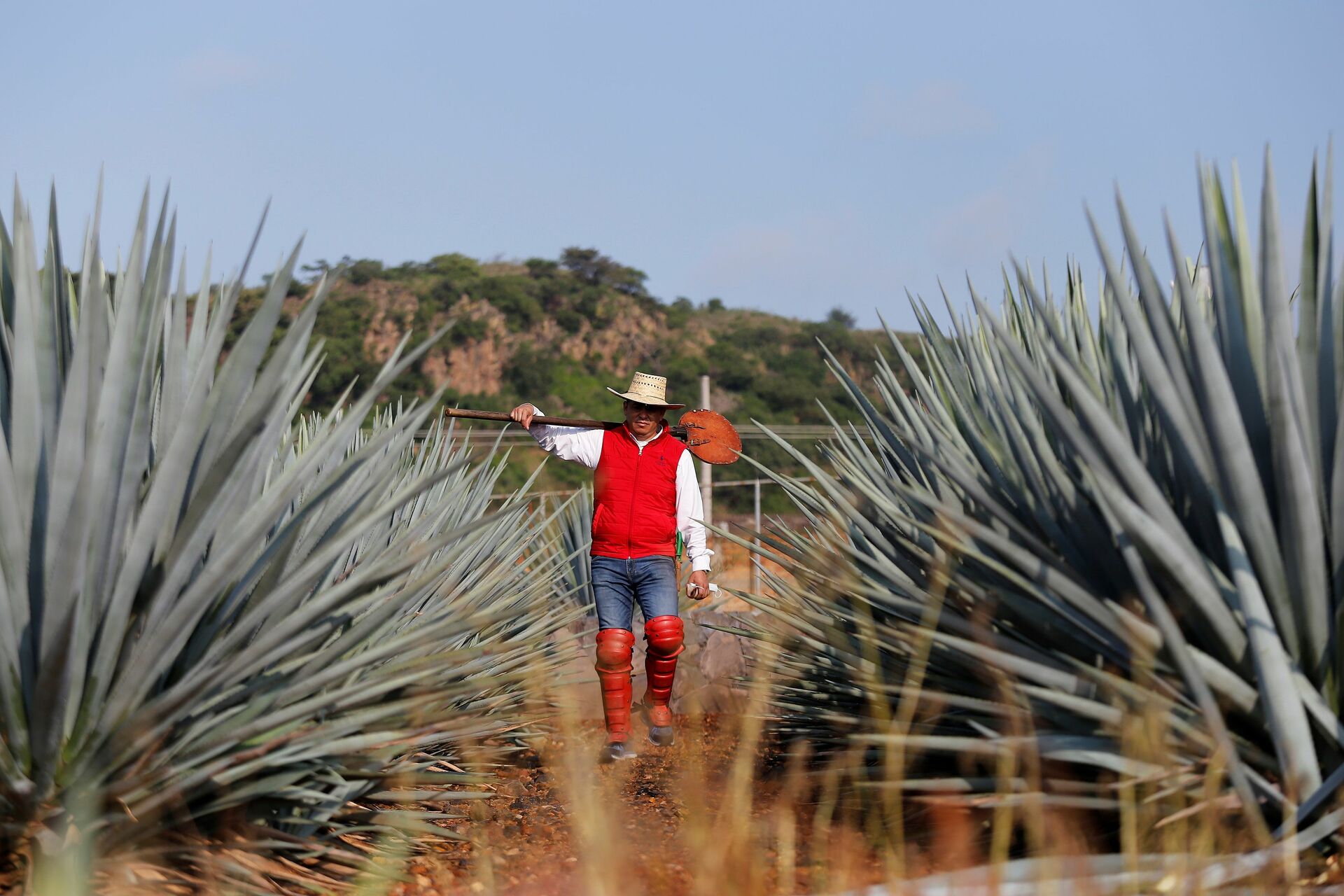 Ante expansión de agave en Oaxaca, promueven cultivo sostenible. Noticias en tiempo real
