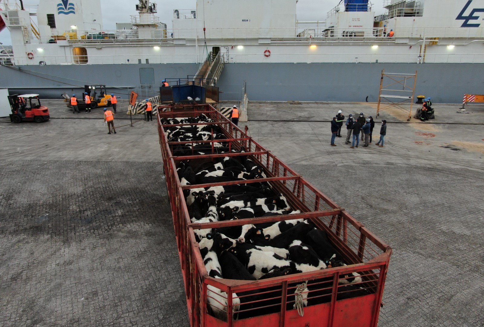 Nueva Zelanda prohíbe exportar animales vivos desde abril de 2023. Noticias en tiempo real