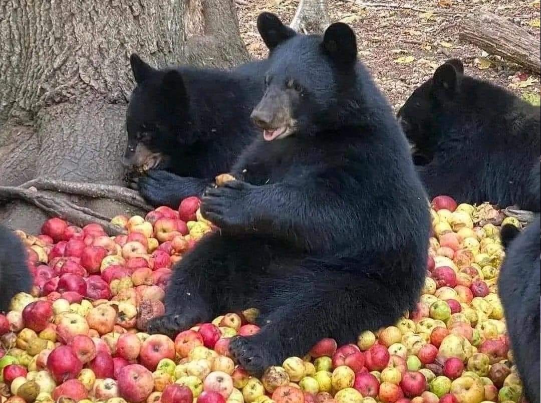 Foto viral de osos comiendo manzanas en Coahuila es falsa . Noticias en tiempo real