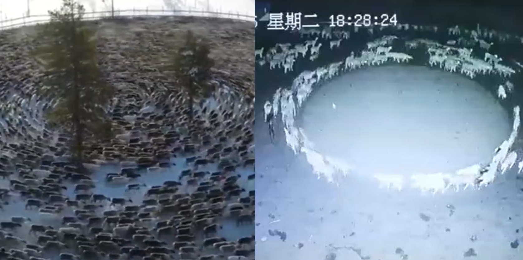 ¿Por qué están apareciendo animales caminando en círculos? Difunden más videos del fenómeno   . Noticias en tiempo real