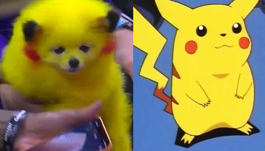 Pintan a perro como Pikachu para llevarlo a partido de la NBA . Noticias en tiempo real