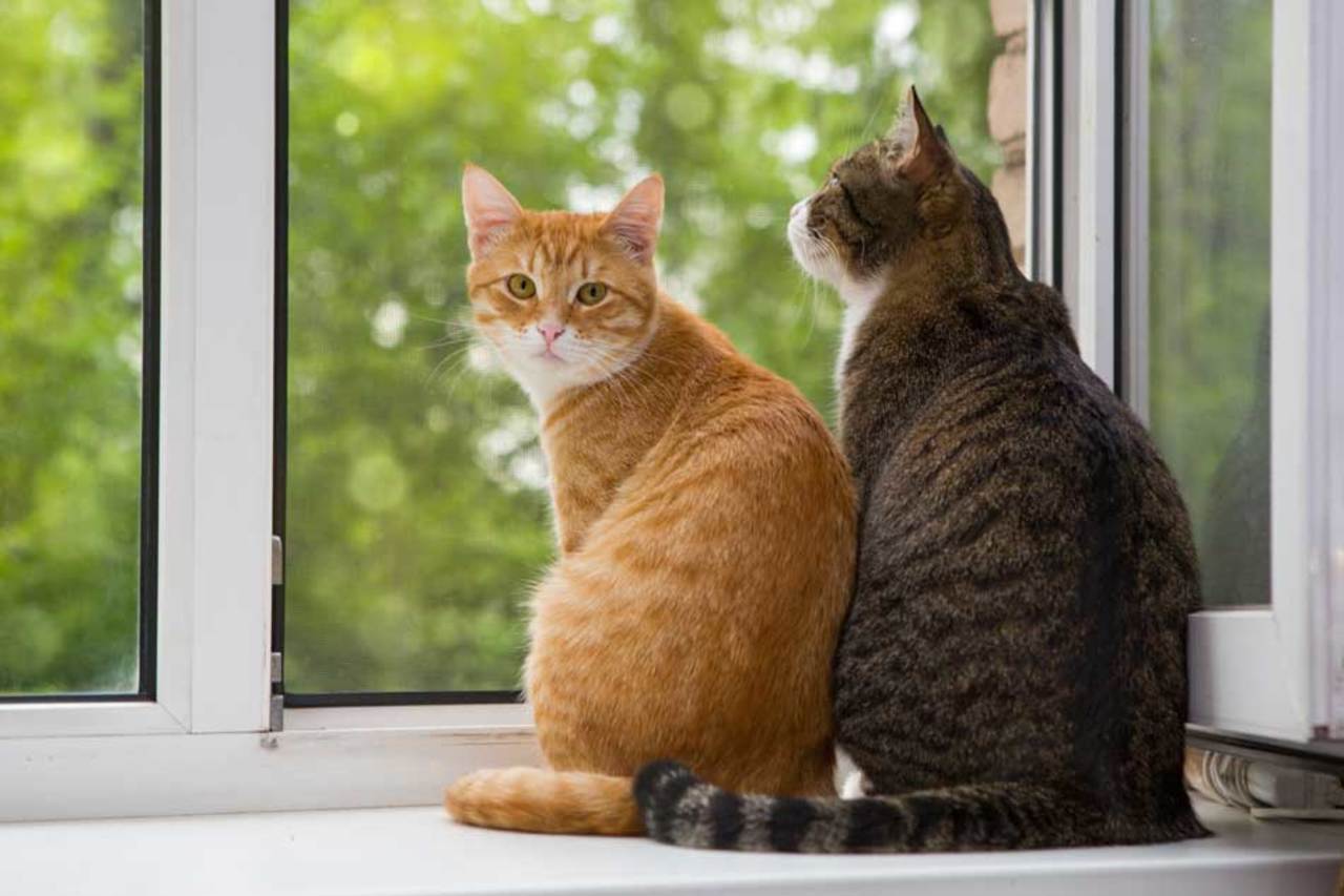 Cuidado con enfermedades de gatos. Noticias en tiempo real