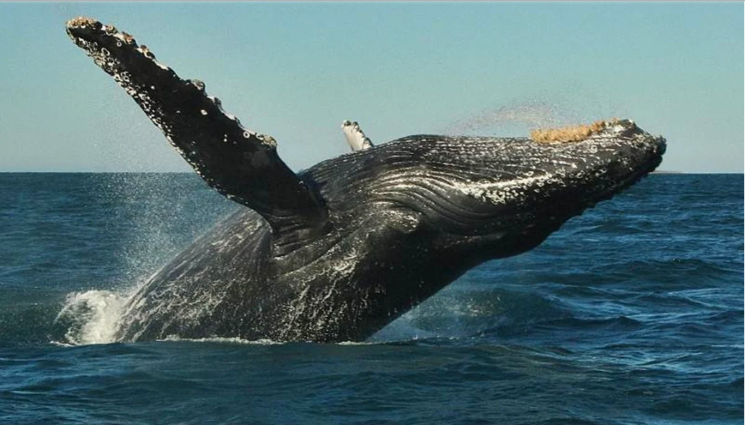 Alertan sobre presencia de cadáver de ballena en Guasave. Noticias en tiempo real