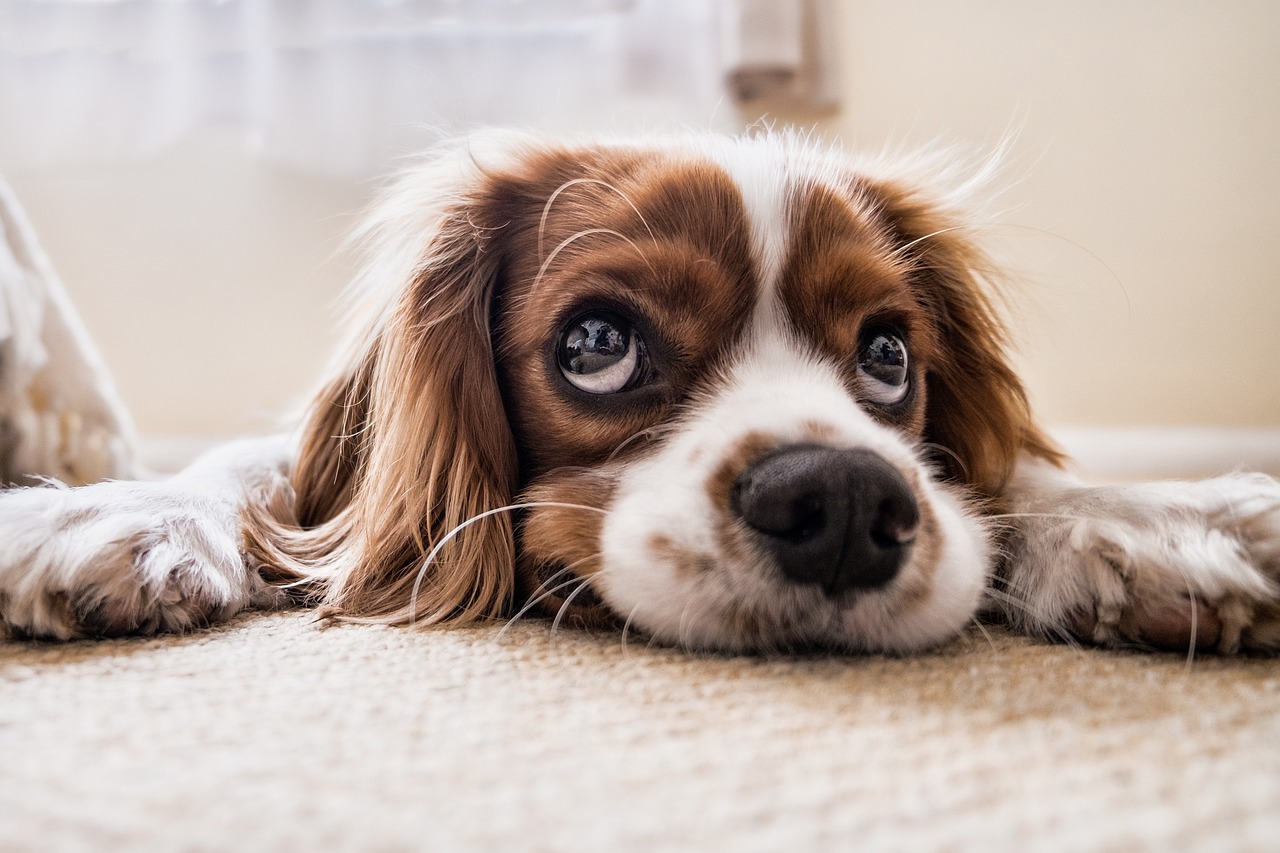 ¿Estás estresado? Estudio revela que podrías contagiar a tu perro. Noticias en tiempo real