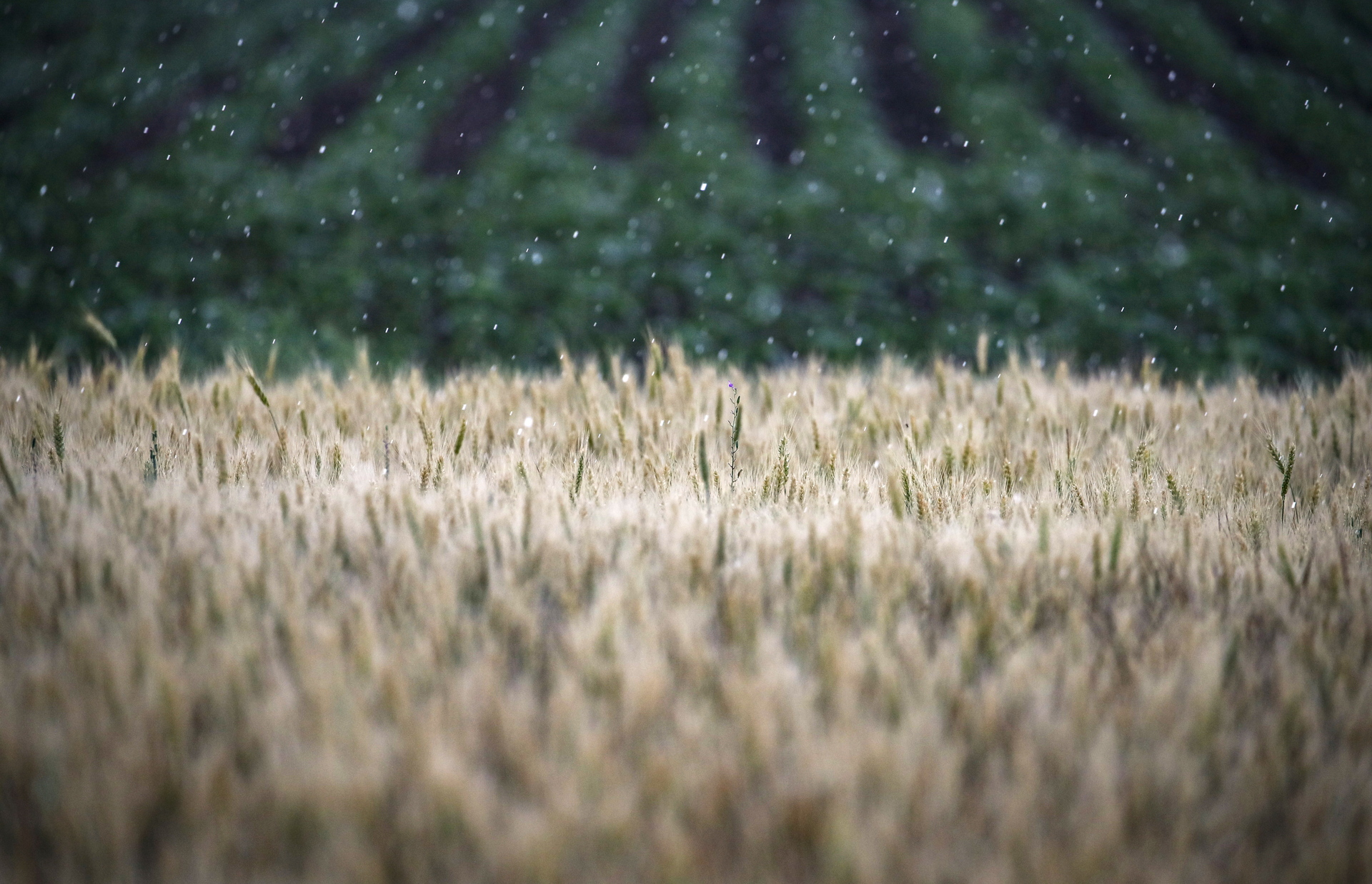 ONU confirma prórroga en acuerdo de grano; no se precisa la duración. Noticias en tiempo real