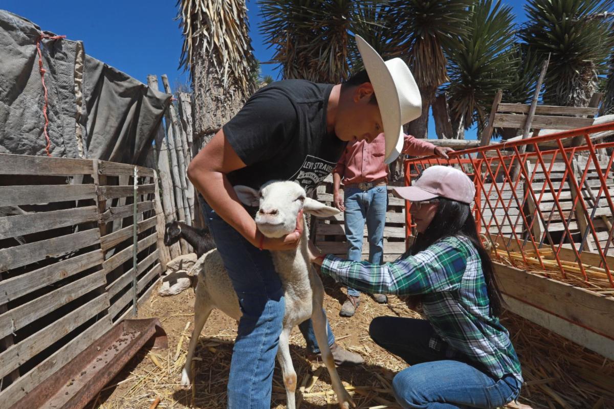 Acuden a ejidos de Saltillo a vacunar ganado; la meta es de 10 mil cabezas para 2023. Noticias en tiempo real