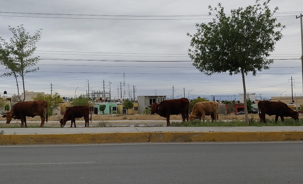 Deambula ganado en paseos públicos urbanos de Monclova. Noticias en tiempo real