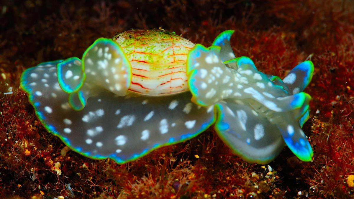 Un diminuto caracol marino canario opta al \'Molusco Internacional del año\'. Noticias en tiempo real