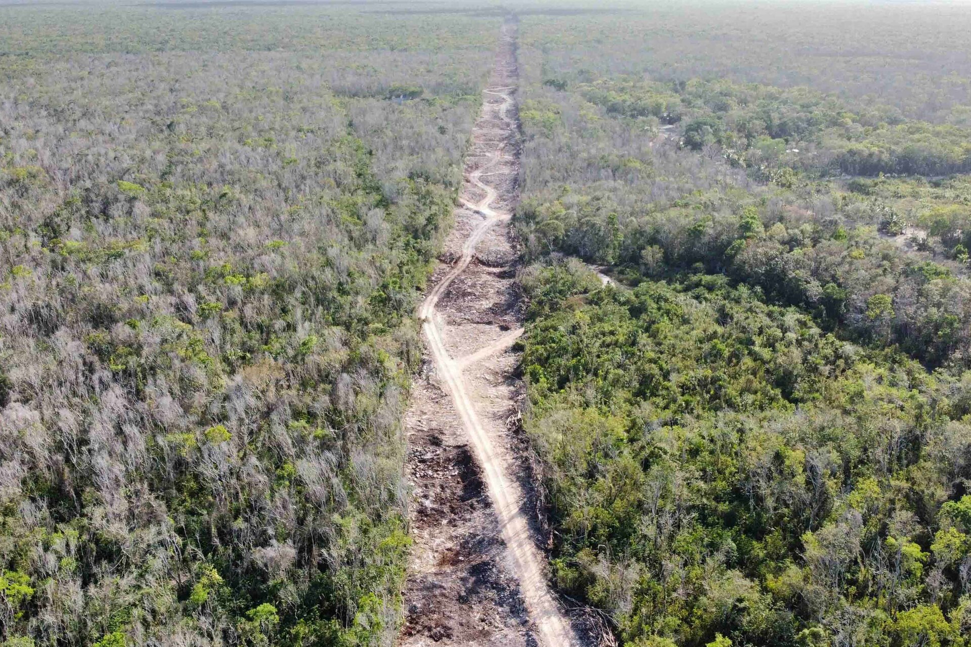 Tren Maya, sueño que muy pronto se volverá realidad: AMLO. Noticias en tiempo real