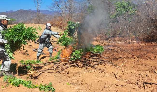 Guardia Nacional localiza y destruye más de 28 mil plantas de marihuana en Durango. Noticias en tiempo real