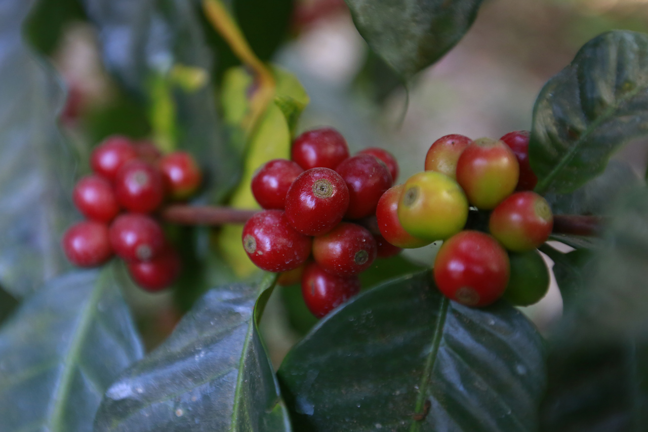 Perfilan México y Francia cooperación en cultivos sustentables. Noticias en tiempo real