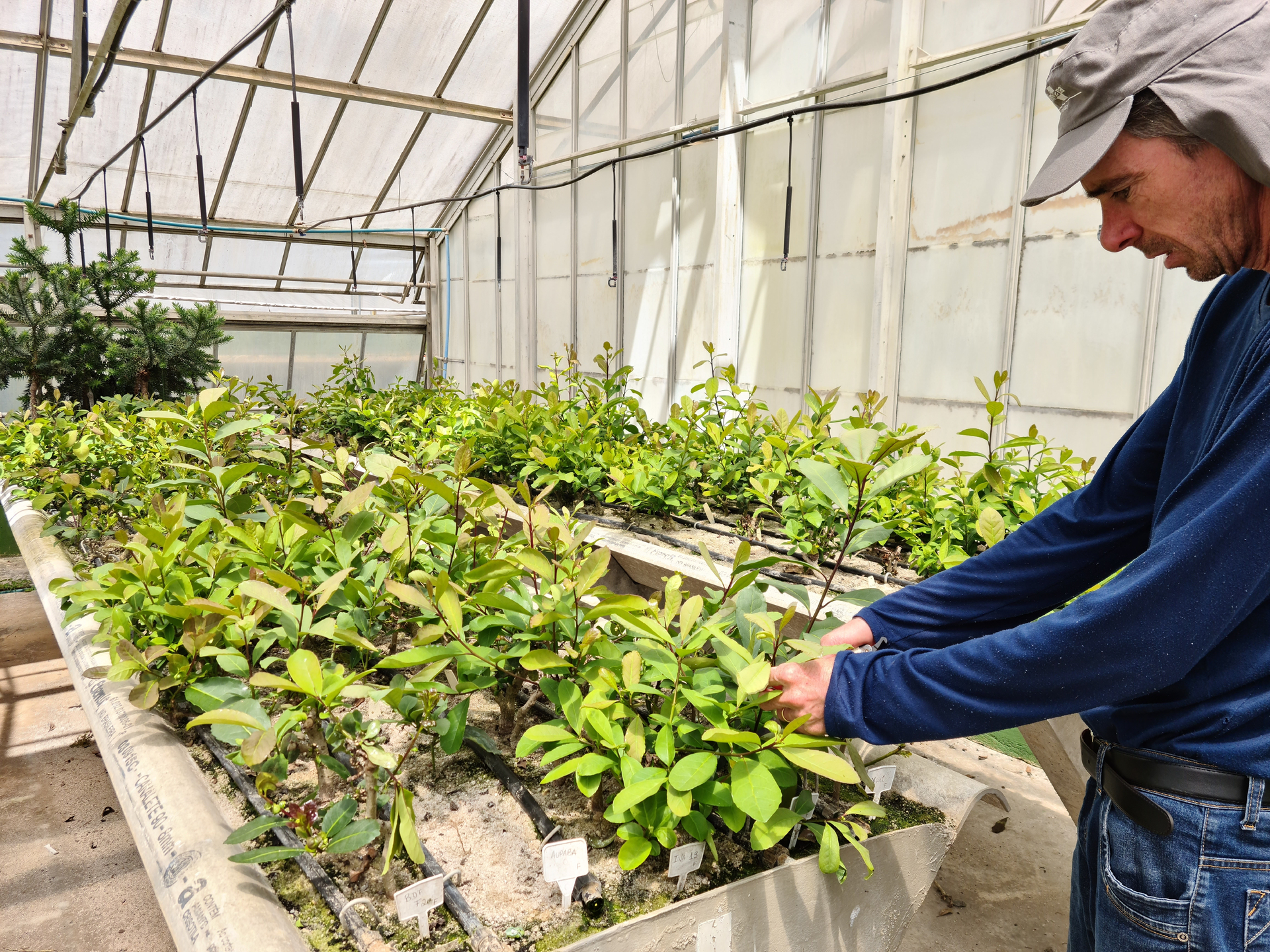 Sistemas agrarios de Brasil, Ecuador y México reciben el máximo reconocimiento de la FAO. Noticias en tiempo real