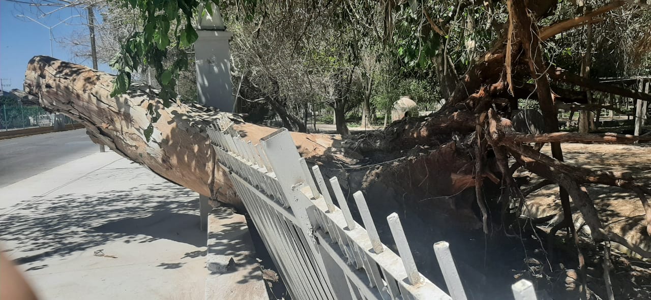 Así luce este lunes el árbol de más de 25 metros que cayó en el bulevar Miguel Alemán en Lerdo. Noticias en tiempo real