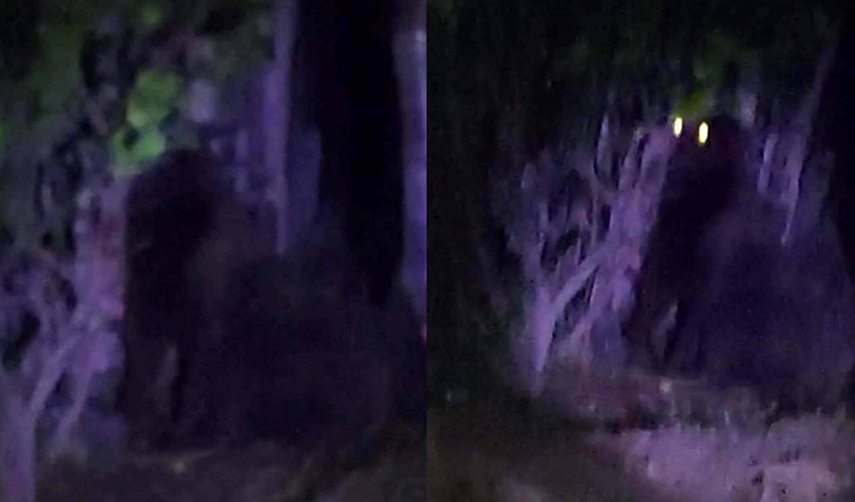Captan en video a gorila deambulando en Hidalgo; autoridades emiten alerta por presencia del animal . Noticias en tiempo real