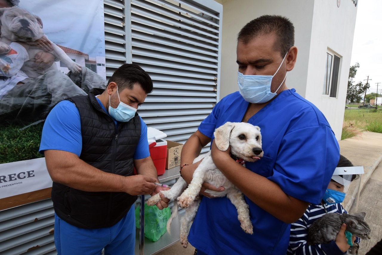 Vacunan a 102 mil mascotas. Noticias en tiempo real