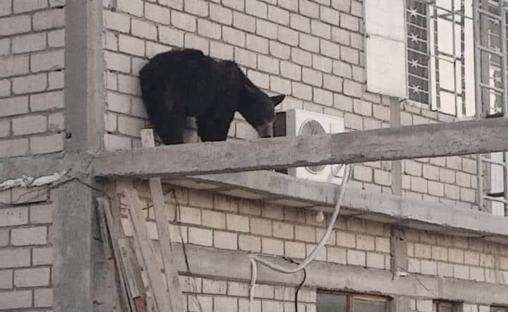 Capturan a oso en casa de Cuatro Ciénegas. Noticias en tiempo real