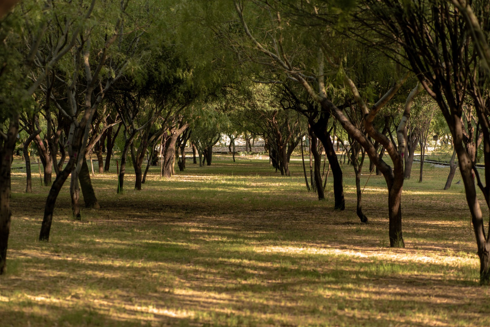 Peñoles y Fresnillo plc trabajan a favor de la reforestación. Noticias en tiempo real