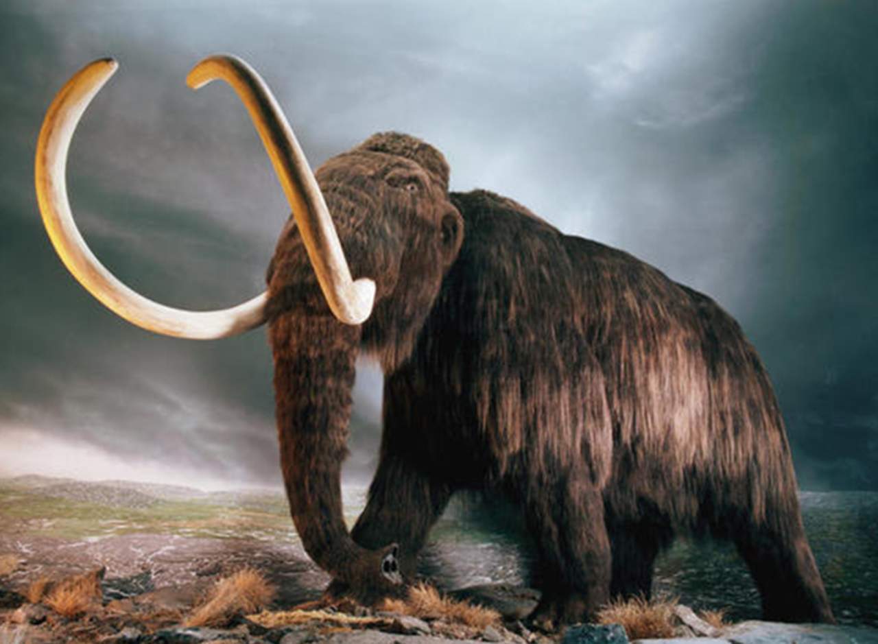 Hallan restos de un mamut en el sur de Bielorrusia. Noticias en tiempo real