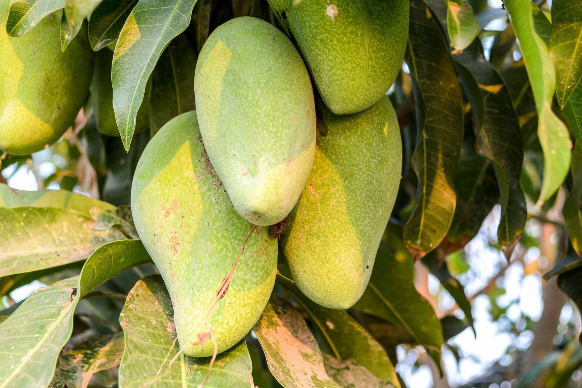 Familia de Sinaloa pelea a machetazos por un árbol de mangos en Ahome. Noticias en tiempo real