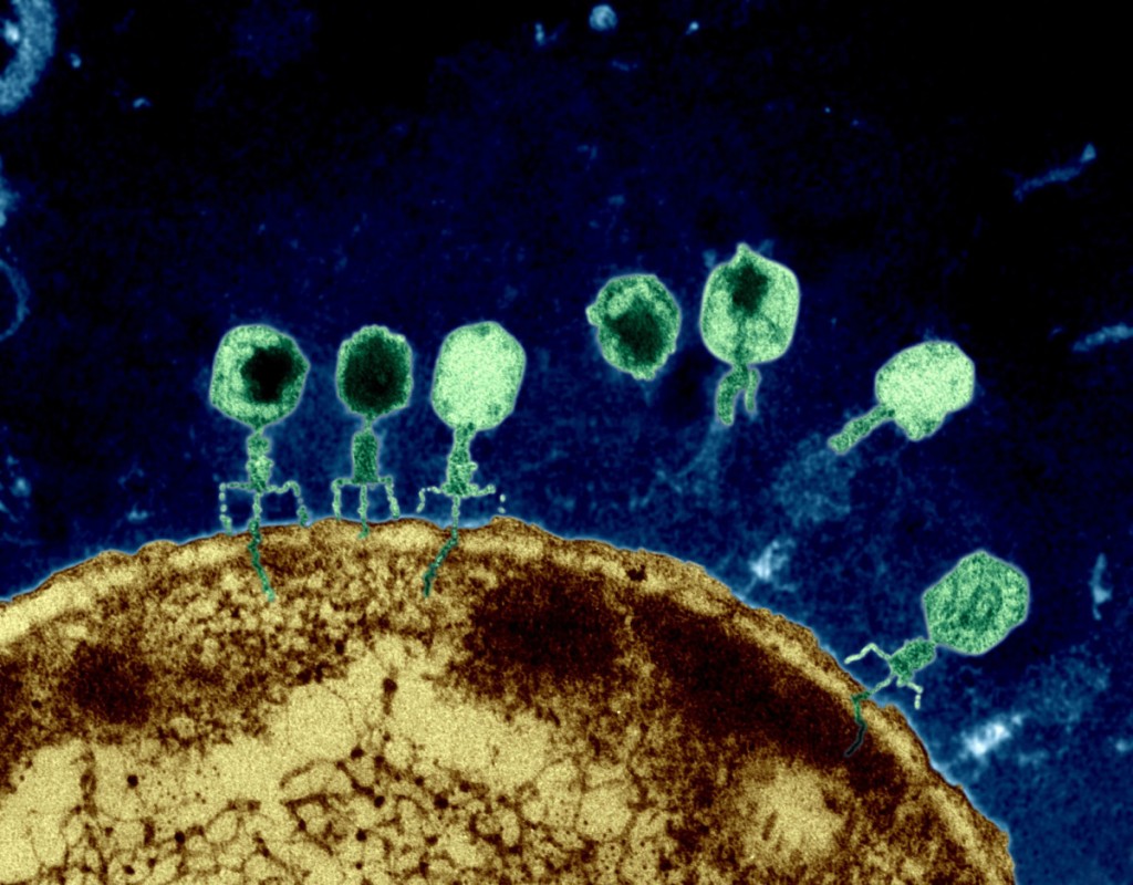 Fagos, los virus \'come\' bacterias para combatir la resistencia a los antibióticos. Noticias en tiempo real