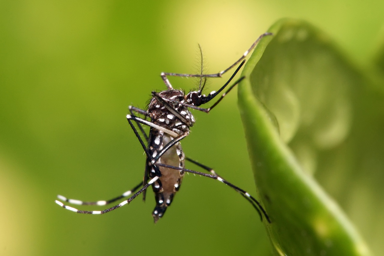Alertan por mosquitos culex en la región. Noticias en tiempo real