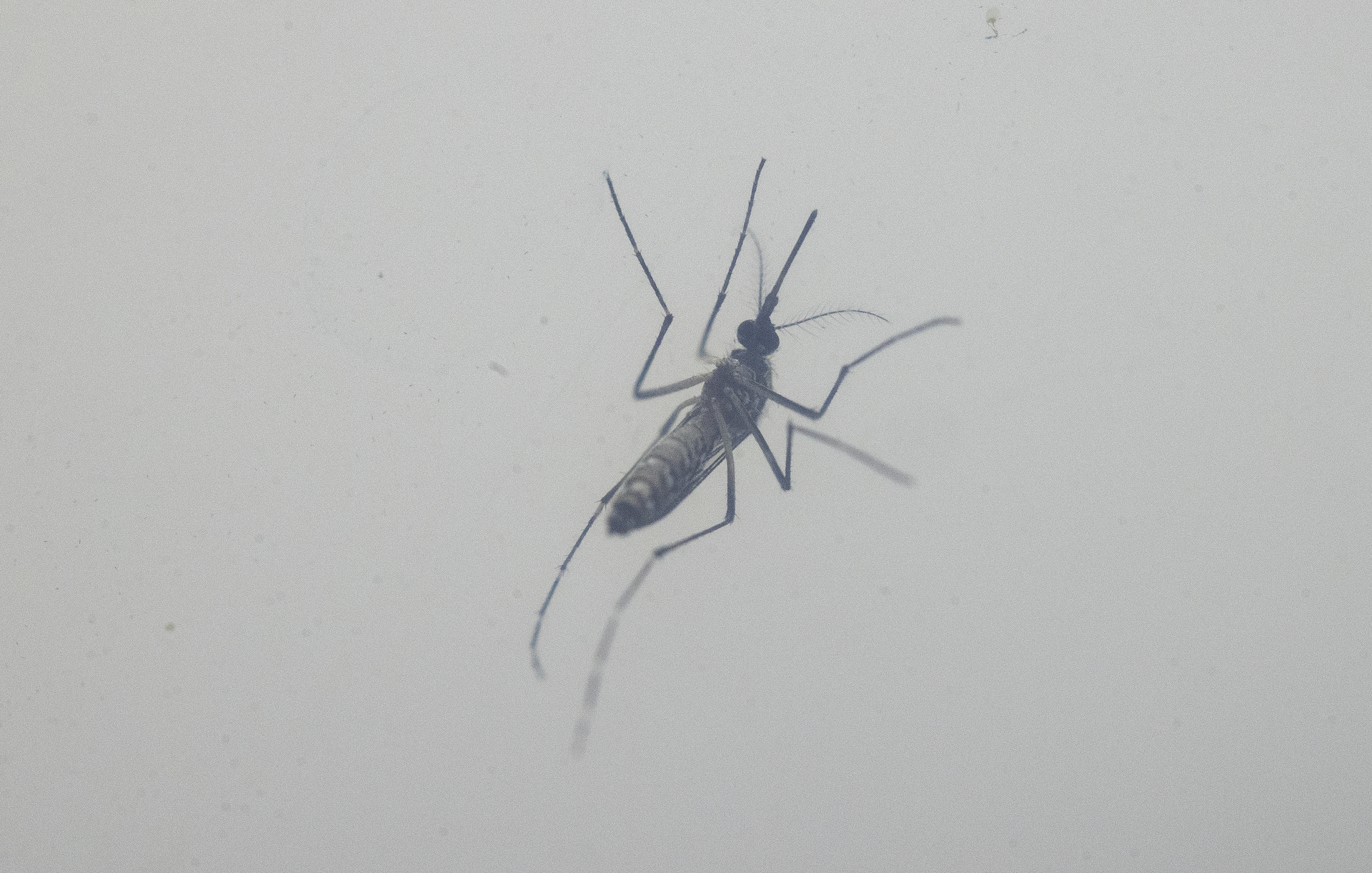 Brote de dengue afecta 8 municipios en Guanajuato. Noticias en tiempo real